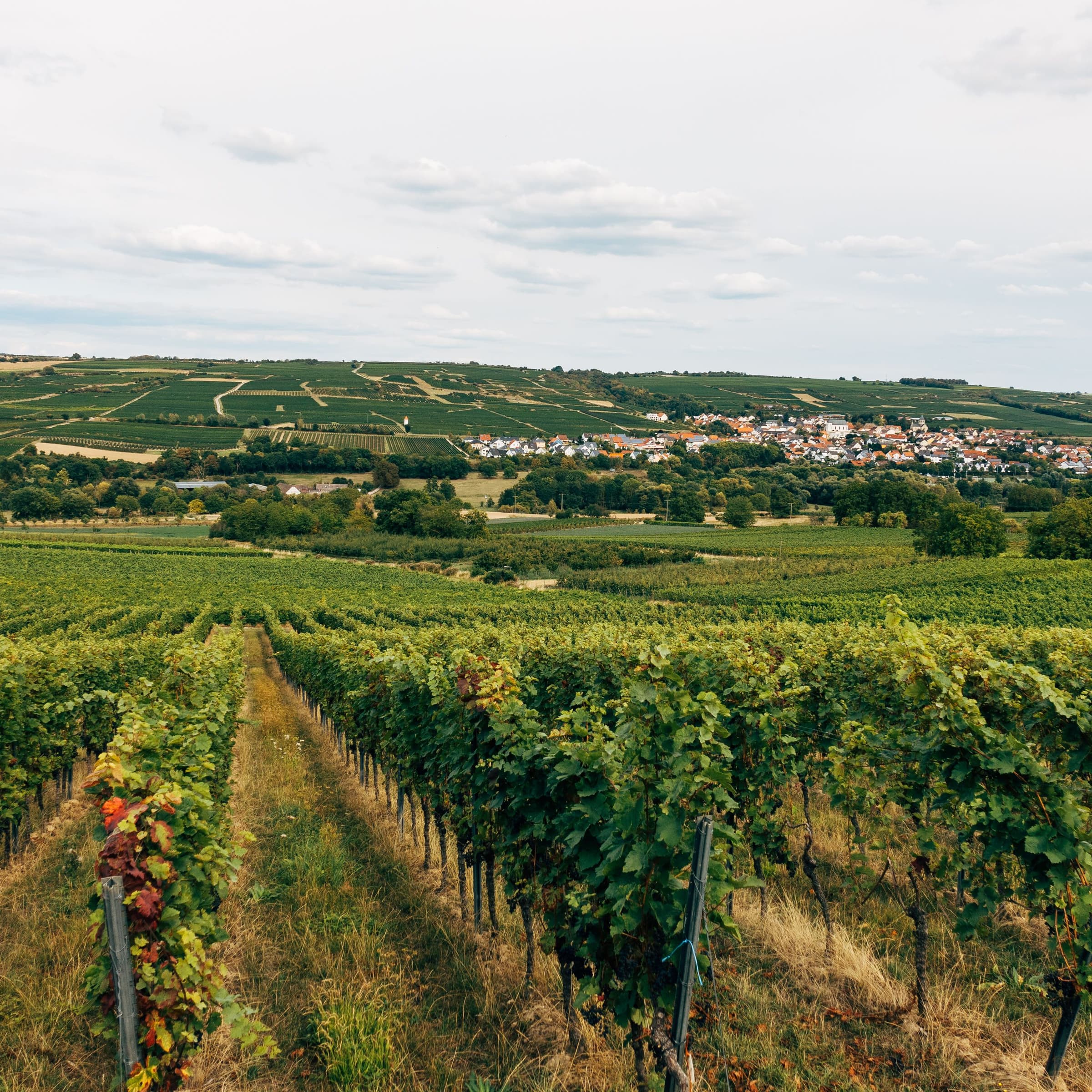 Jazz dans les vignes