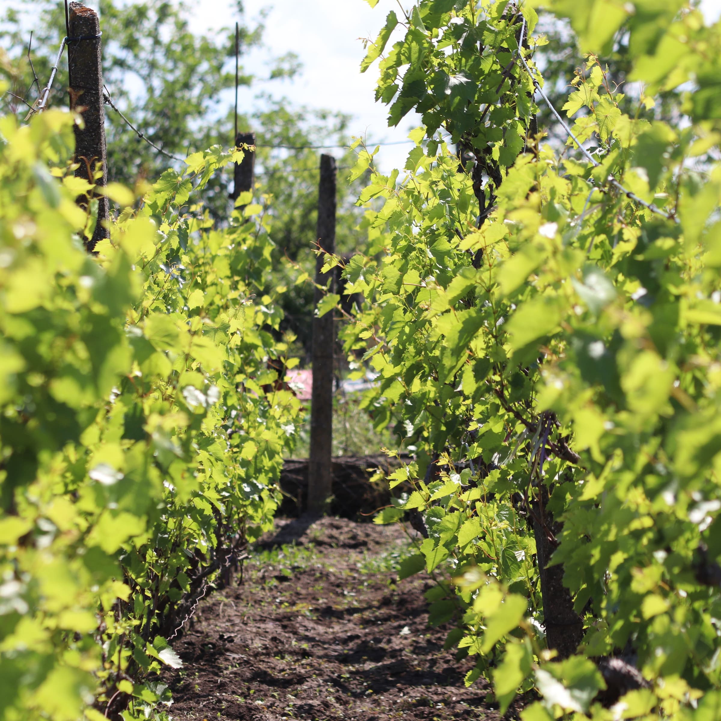 Jazz dans les vignes