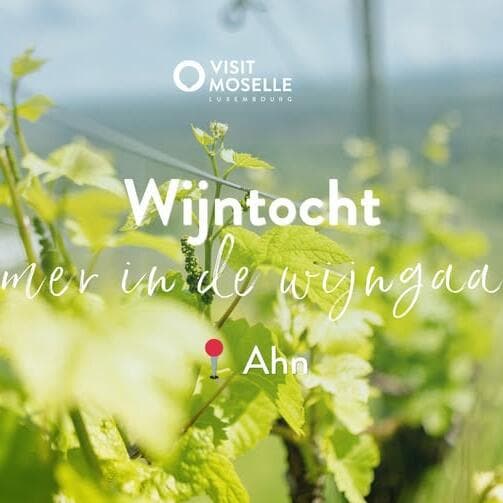 Wine tour - Summer in the vineyard