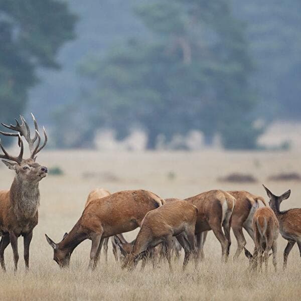 Deer Rut Explained to Children