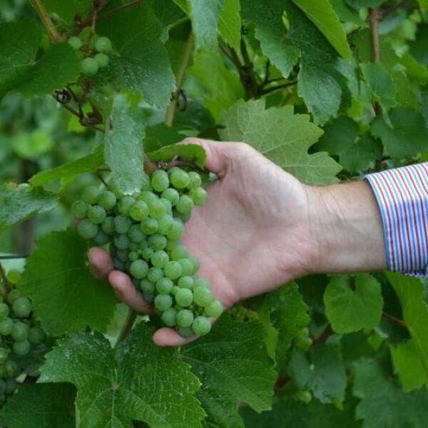 Open House at Domaine Sunnen-Hoffmann