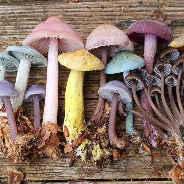 Balade guidée sur les champignons