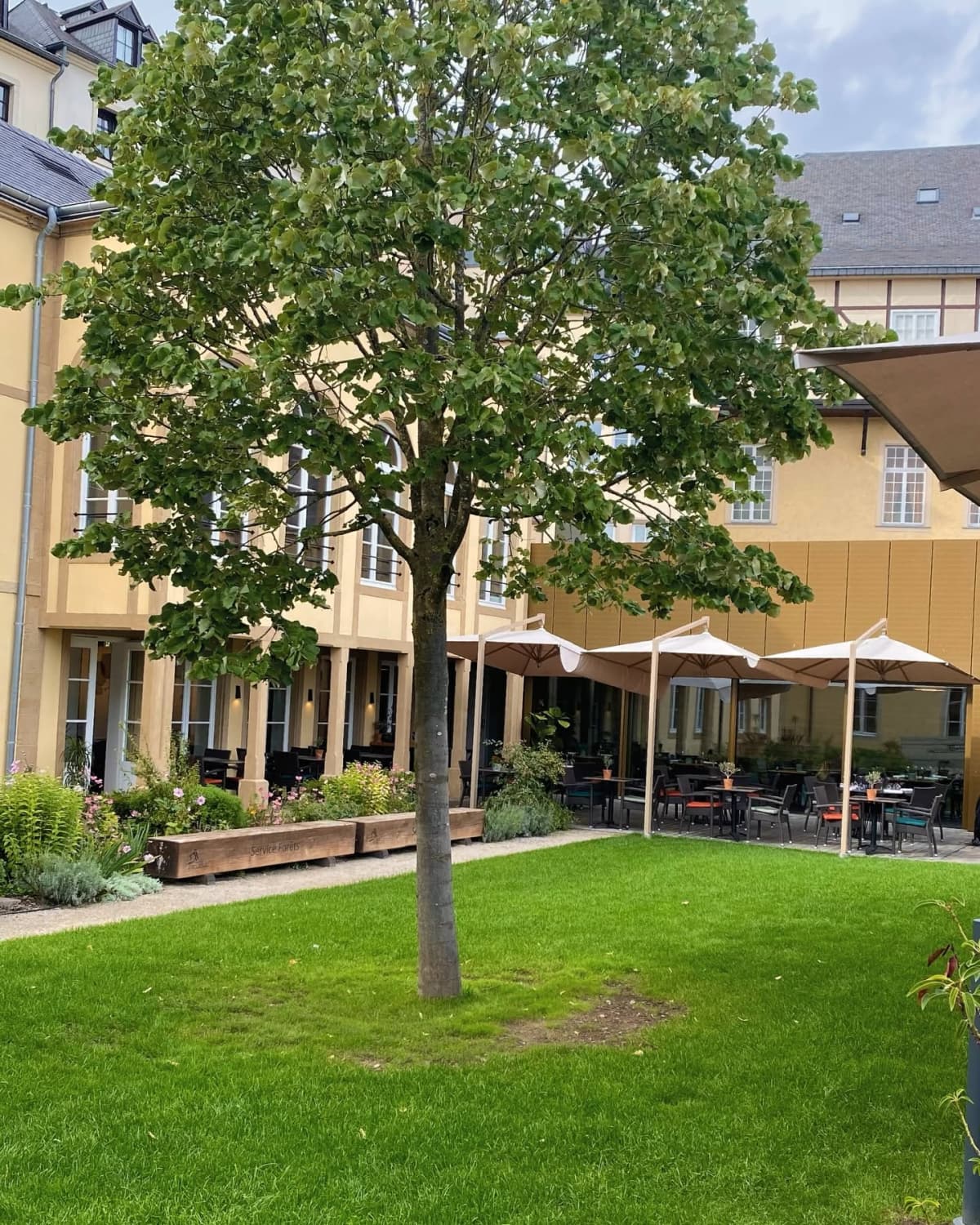 The Beech Tree By the Museum, the most gourmet brasserie in Luxembourg City - 4