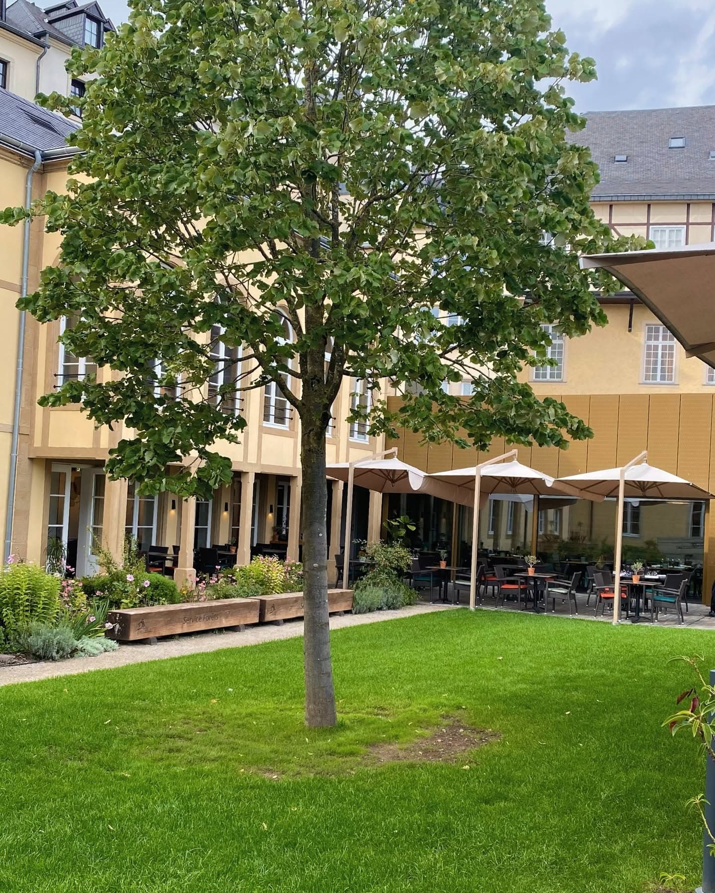 The Beech Tree By the Museum, the most gourmet brasserie in Luxembourg City - 4